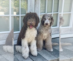 Mother of the Labradoodle-Sheepadoodle Mix puppies born on 03/18/2026