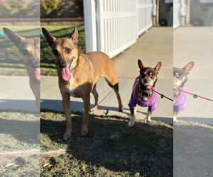 Athena - Female Australian Kelpie-Australian Shepherd Mix Dog for Adoption - Photo #3