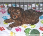 Small Photo #21 Yorkshire Terrier Puppy For Sale in ORO VALLEY, AZ, USA
