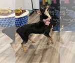 Small Photo #2 Doberman Pinscher-Unknown Mix Puppy For Sale in The Woodlands, TX, USA