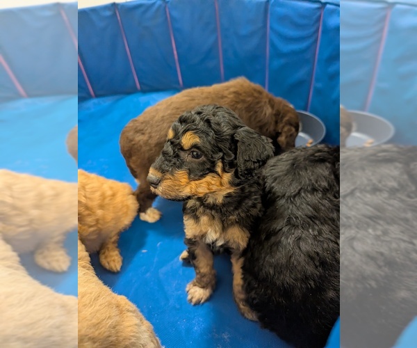 Medium Photo #13 Aussiedoodle Miniature  Puppy For Sale in NASHVILLE, TN, USA