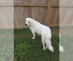 Small #20 Great Pyrenees Mix