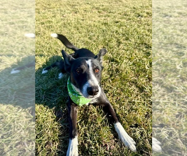 Medium Photo #2 Mutt Puppy For Sale in Germantown, OH, USA