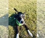 Small #1 Mutt