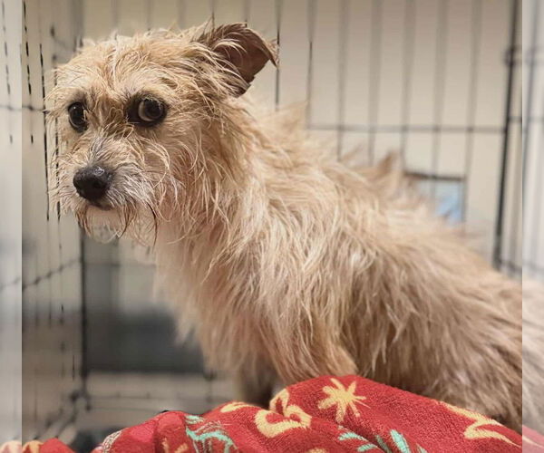 Medium Photo #4 Mutt Puppy For Sale in Lebanon, PA, USA