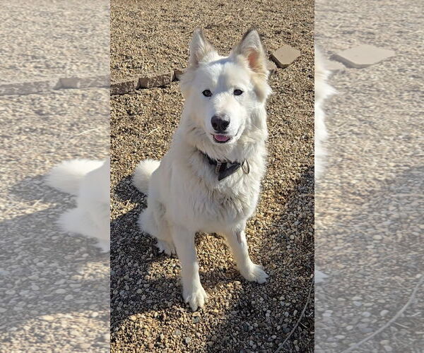 Medium Photo #4 Pyrenees Husky Puppy For Sale in Estherville, IA, USA
