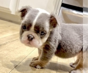 English Bulldog Puppy for sale in TUCSON, AZ, USA