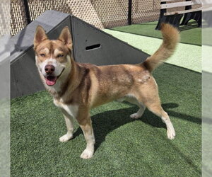 *SUNNY - Male Siberian Husky Dog for Adoption - Photo #2