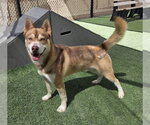 Small #1 Siberian Husky