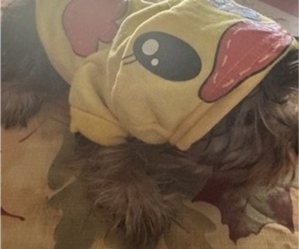 Medium Photo #14 Yorkshire Terrier Puppy For Sale in SAINT LOUIS, MO, USA