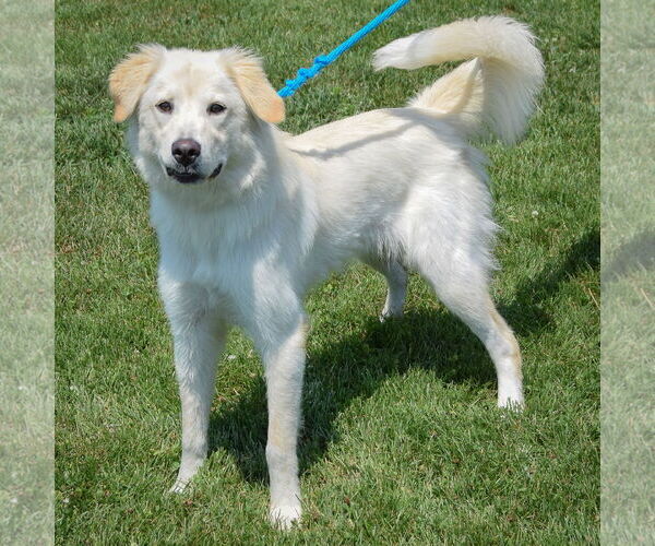 Medium Photo #2 Golden Pyrenees Puppy For Sale in Huntley, IL, USA