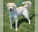 Small #1 Golden Pyrenees