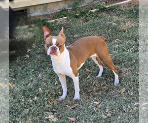 Boston Terrier Dogs for adoption in Social Circle, GA, USA