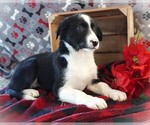 Puppy Helena Border Collie