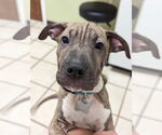 Small #26 Chinese Shar-Pei Mix