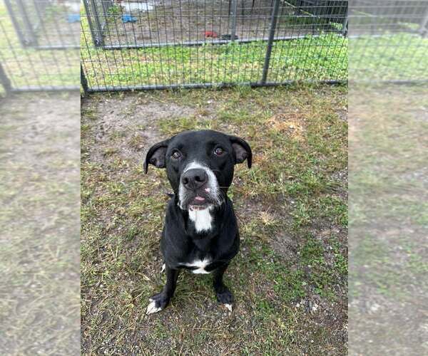 Medium Photo #3 Mutt Puppy For Sale in Abbeville, LA, USA