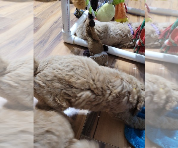 Medium Photo #4 Poodle (Standard) Puppy For Sale in AIKEN, SC, USA