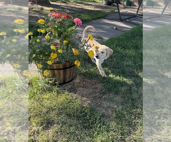 Medium Photo #7 Labrador Retriever Puppy For Sale in MONTE VISTA, CO, USA