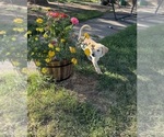 Puppy Silver Labrador Retriever