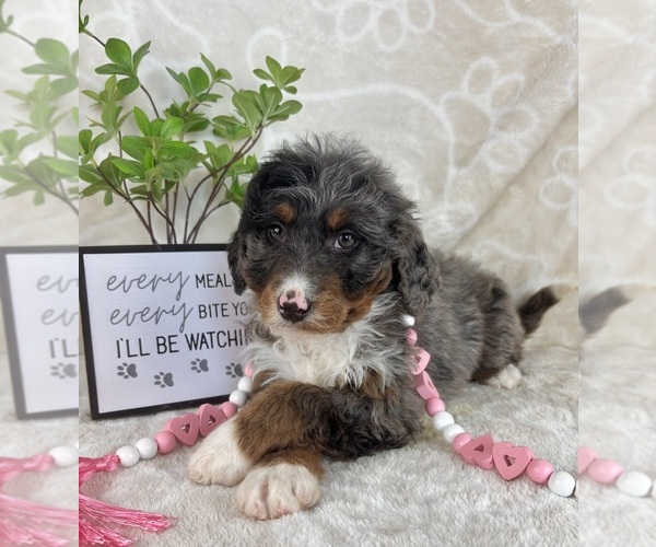 Medium Photo #1 Bernedoodle (Miniature) Puppy For Sale in INDIANAPOLIS, IN, USA