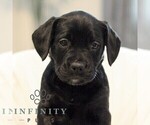 Small #3 French Bulldog-Goldendoodle Mix