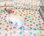 Small #4 Maltipoo (Toy)