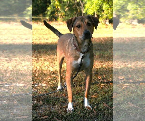 Medium Photo #1 German Shepherd Dog-Rhodesian Ridgeback Mix Puppy For Sale in Attalka, AL, USA