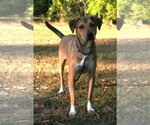 Small Photo #1 German Shepherd Dog-Rhodesian Ridgeback Mix Puppy For Sale in Attalka, AL, USA
