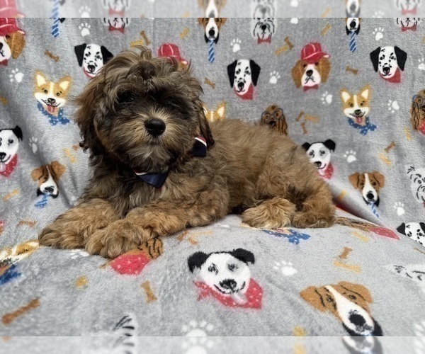 Medium Photo #1 Shih-Poo Puppy For Sale in LAKELAND, FL, USA