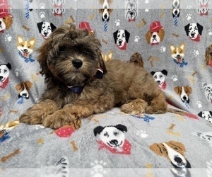 Shih-Poo Puppy for sale in LAKELAND, FL, USA