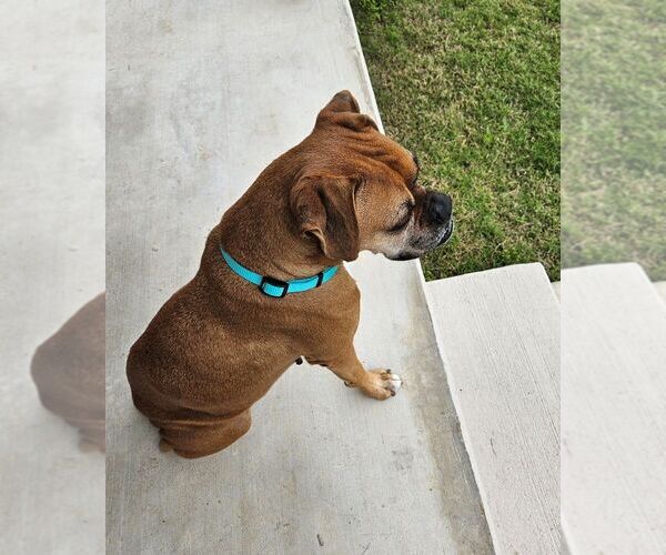 Medium Photo #7 Boxer Puppy For Sale in Austin, TX, USA