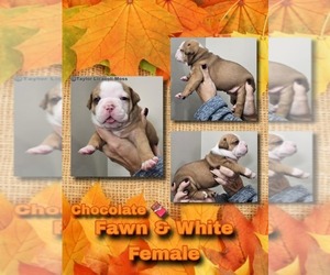 Olde English Bulldogge Puppy for sale in HAZELWOOD, MO, USA