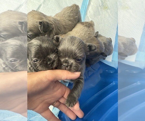 Medium Photo #12 French Bulldog Puppy For Sale in FOLSOM, CA, USA