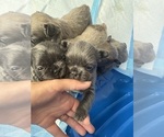 Small #11 French Bulldog
