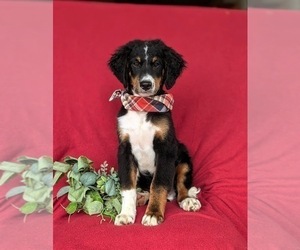 Bernedoodle (Miniature) Puppy for sale in OXFORD, PA, USA