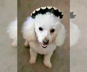 Father of the Maltipoo (Toy) puppies born on 03/25/2026