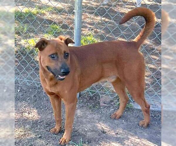Medium Photo #3 Labrador Retriever-Unknown Mix Puppy For Sale in Conroe, TX, USA