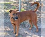 Small #2 Labrador Retriever Mix