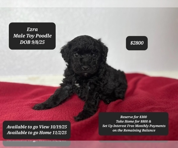 Medium Photo #2 Poodle (Toy) Puppy For Sale in TUCSON, AZ, USA