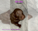 Small Photo #7 Goldendoodle Puppy For Sale in LIBERTY, TX, USA