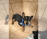 Small #1 Miniature Pinscher
