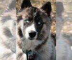 Small Photo #1 Siberian Husky Puppy For Sale in OTTAWA, IL, USA
