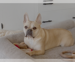 French Bulldog Dogs for adoption in Bellevue, WA, USA