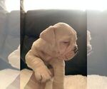 Small Photo #5 English Bulldog Puppy For Sale in IMPERIAL BCH, CA, USA