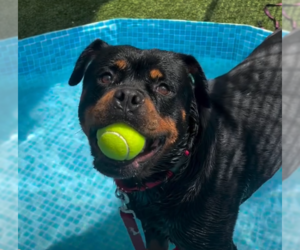 Medium Rottweiler