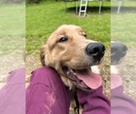 Small Golden Retriever