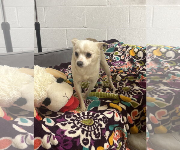 Medium Photo #2 Chihuahua-Unknown Mix Puppy For Sale in York, SC, USA