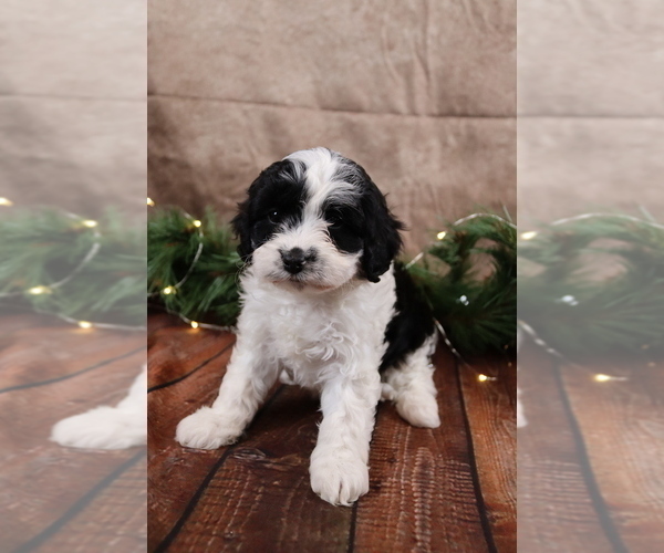 Medium Photo #7 Cavapoo (Toy) Puppy For Sale in WEST SALEM, OH, USA