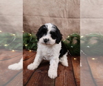 Small #6 Cavapoo (Toy)