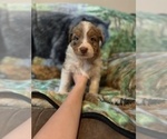 Puppy Dora Australian Shepherd